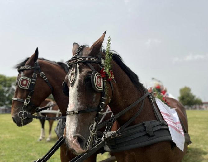Povećanje broja članova u središtu Hrvatskog središnjeg saveza uzgajivača lipicanaca
